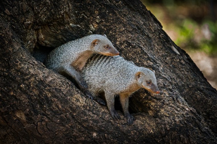 034 Botswana, Chobe NP, zebramangoesten.jpg